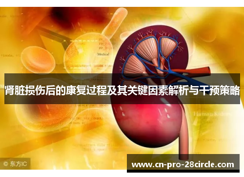 肾脏损伤后的康复过程及其关键因素解析与干预策略 肾脏损伤后的康复过程及其关键因素解析与干预策略